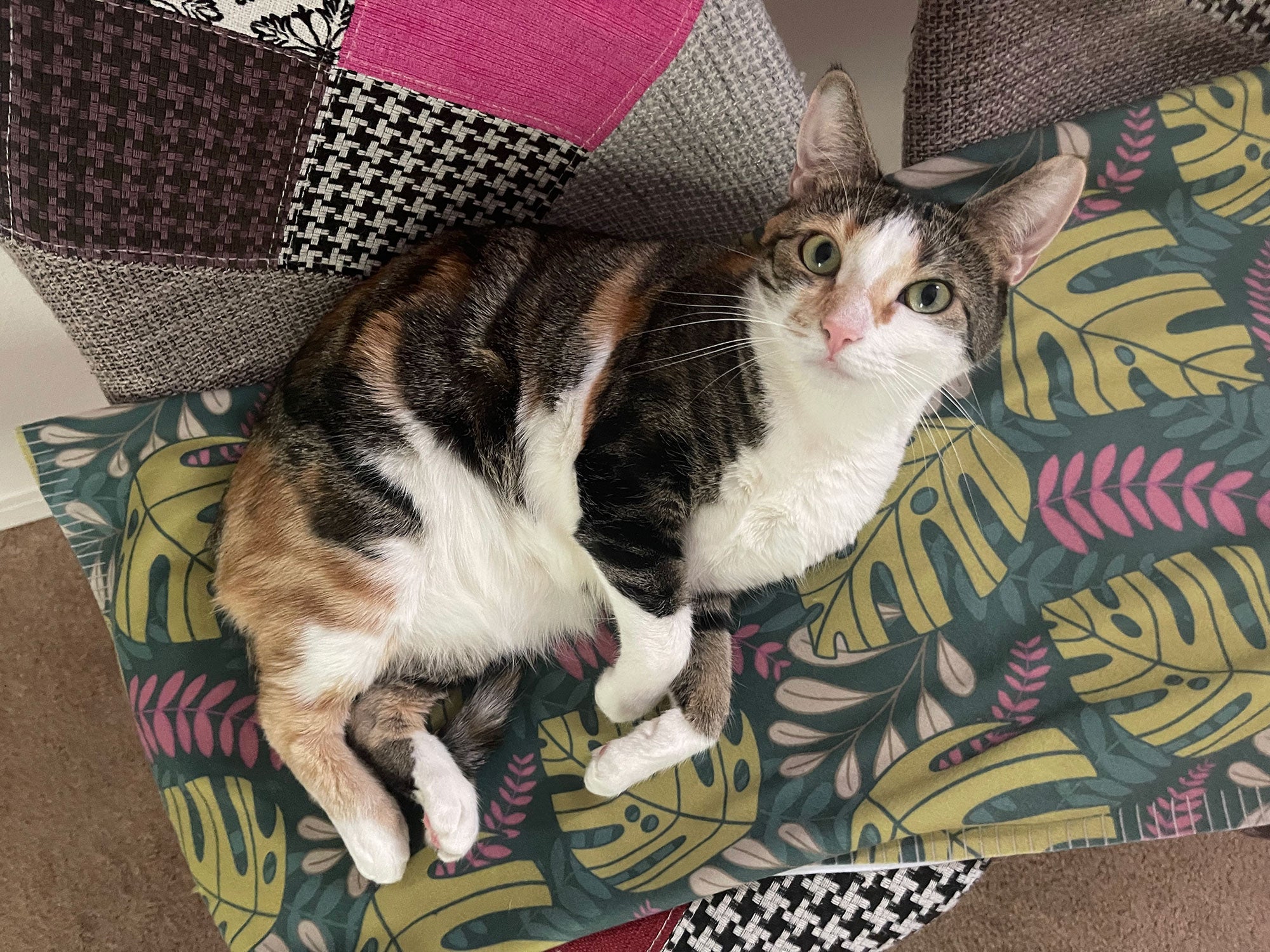 Photo of Cookie the Cat