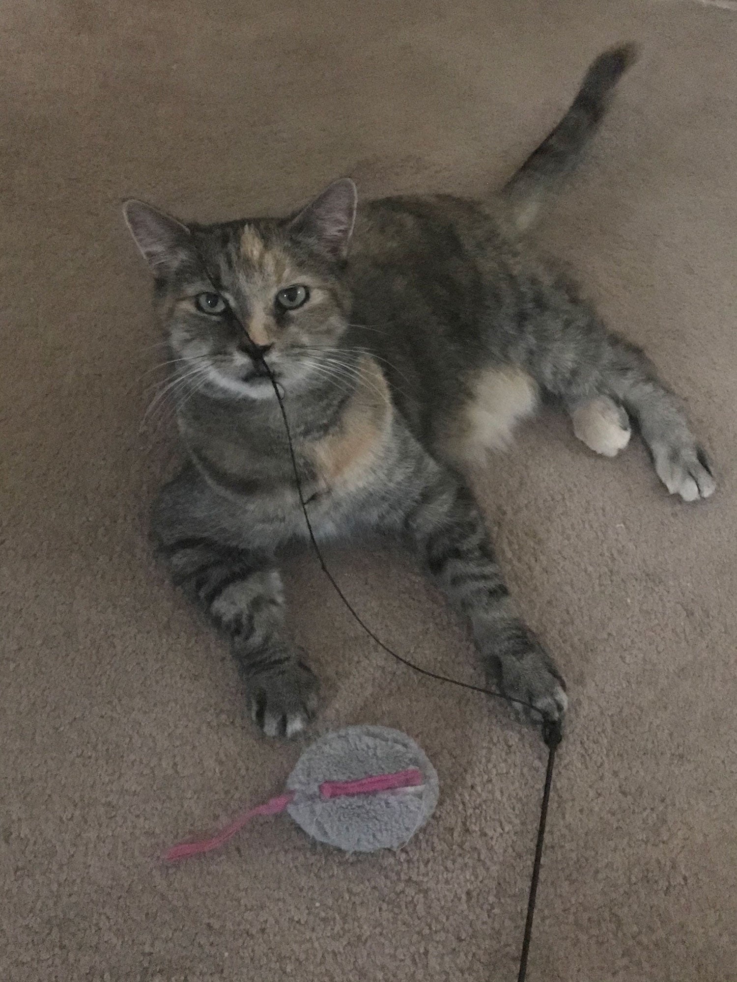 Photo of Virginia the Cat