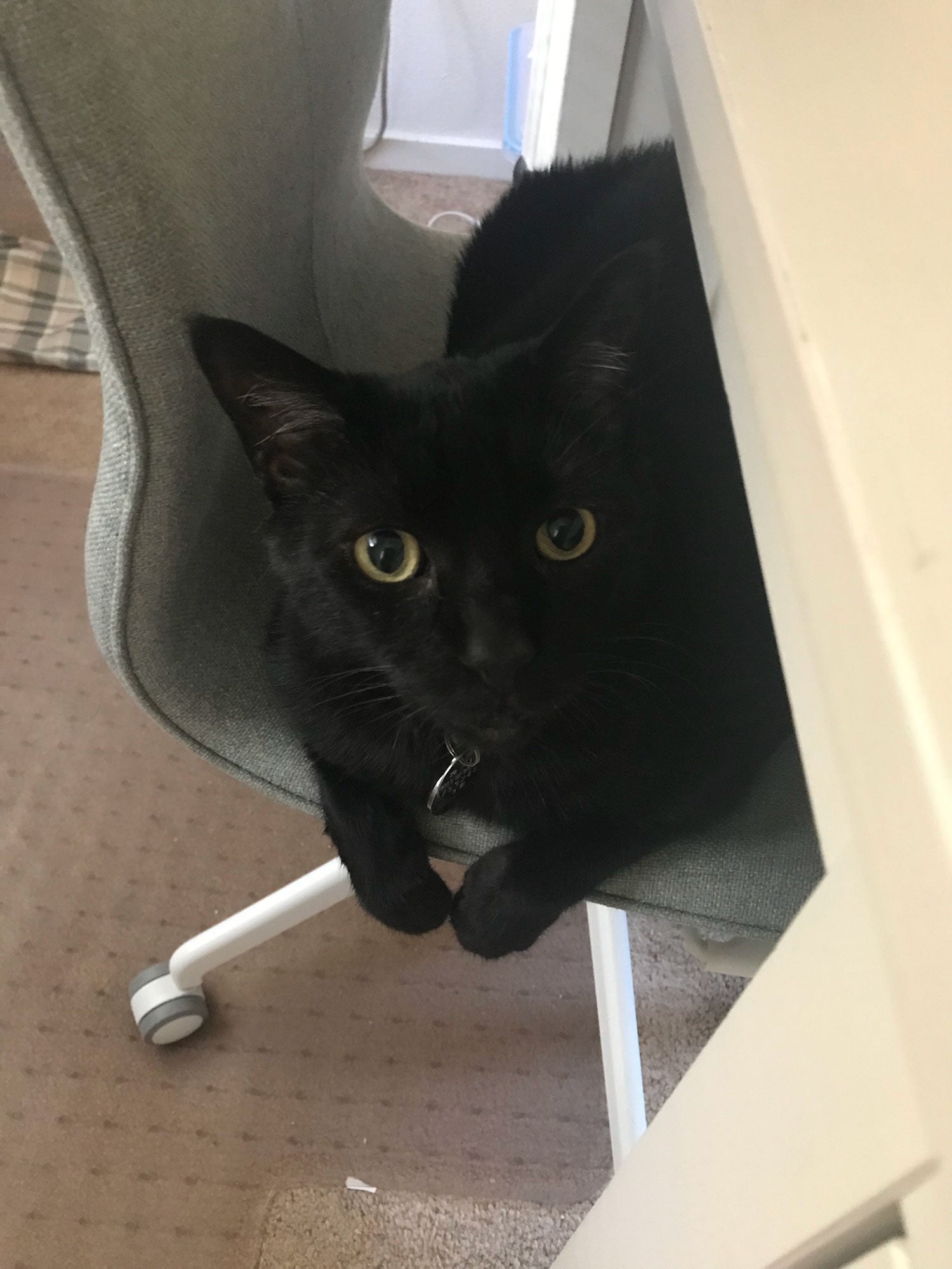 Photo of Woolf the Cat